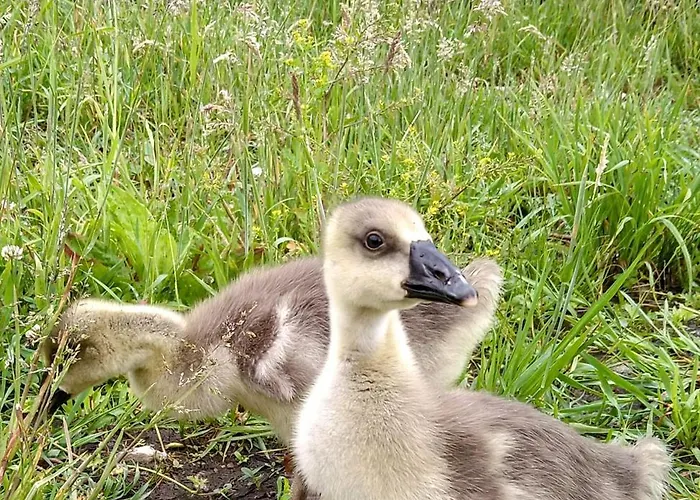 Kozianka Дом отдыха *